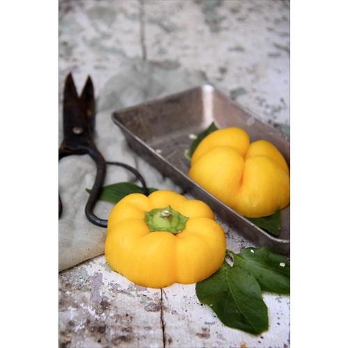 Paprika, Cuneo Giallo