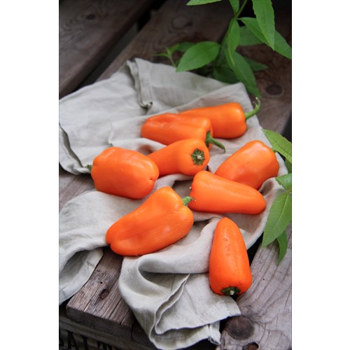 Paprika, Snackpaprika, Hamik