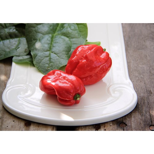 Chili, Havannapeppar, Naga Morich