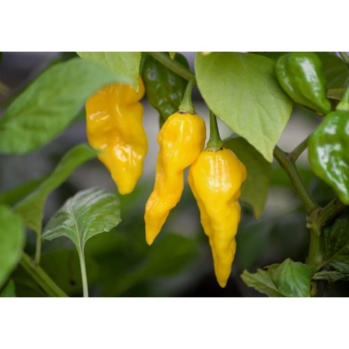 Chili, Havannapeppar, Draco Yellow