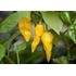 Chili, Havannapeppar, Draco Yellow