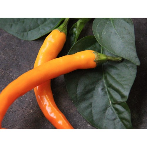 Chili, Chilipeppar, Kilian