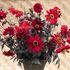 Dahlia, Pinnata black forest ruby
