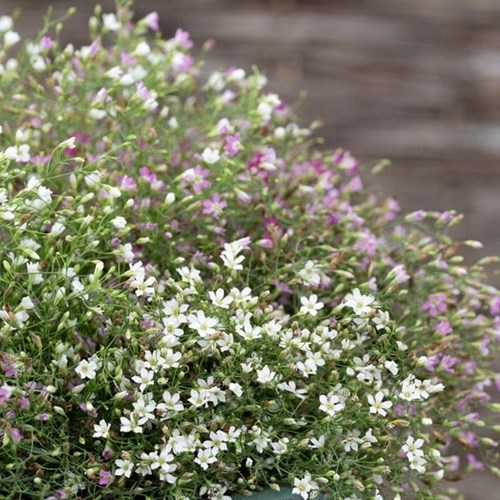 Sommarslöja, Cotton Candy Mix