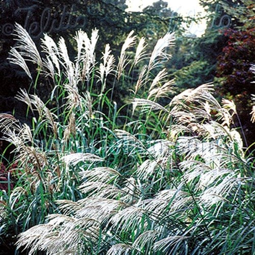Prydnadsgräs, Silver grass