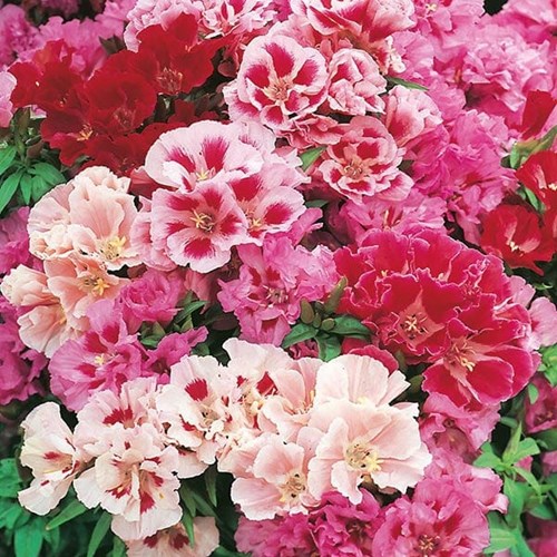 Atlasblomma, Azalea flowered mix