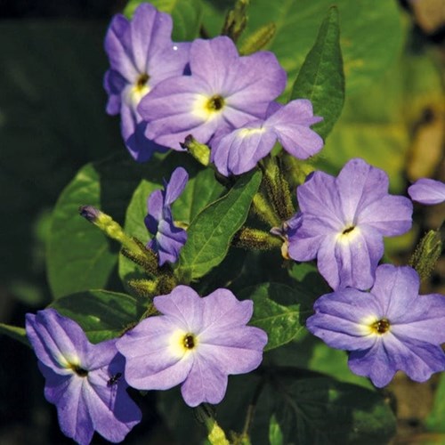 Sommarbrowallia, Blue Lady