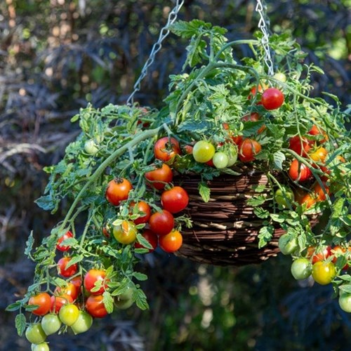 Tomat, Cherry blast F1