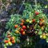 Tomat, Cherry blast F1