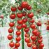 Tomat, Suncherry Smile F1