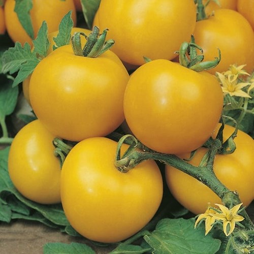 Tomat, Golden sunrise