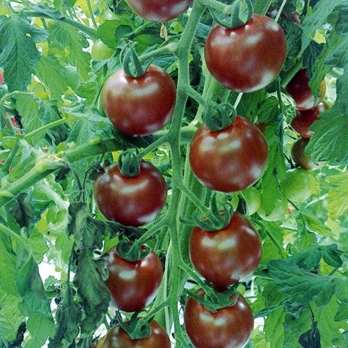 Tomat, Sunchocola F1