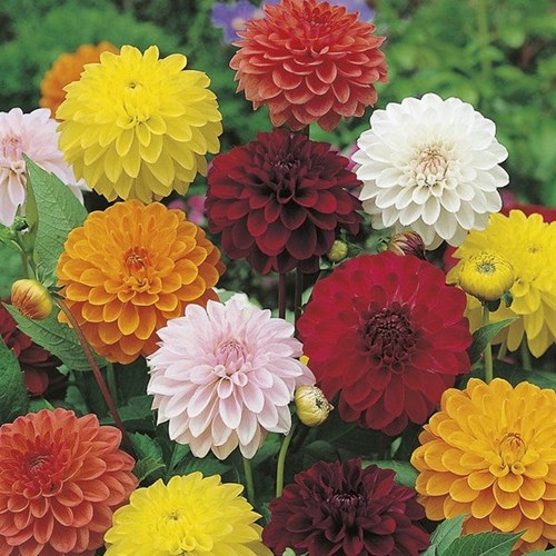 Dahlia, Showpiece mix