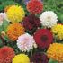 Dahlia, Showpiece mix