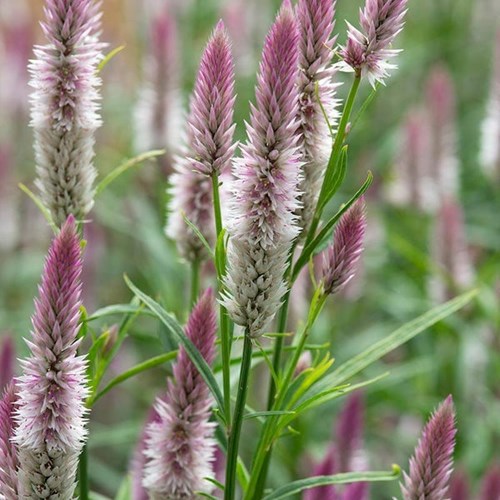 Celosia, Xantippe