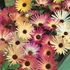 Doroteablomma, Livingstone daisy mix