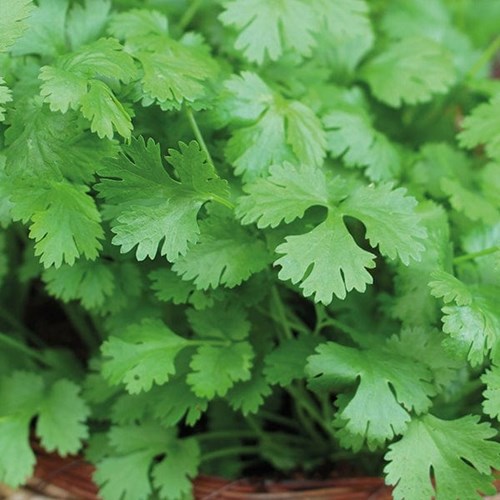 Koriander, Cilantro
