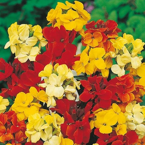 Gyllenlack, Dwarf bedding mix