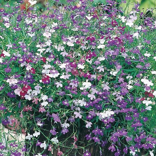 Lobelia, Häng, Cascade mix