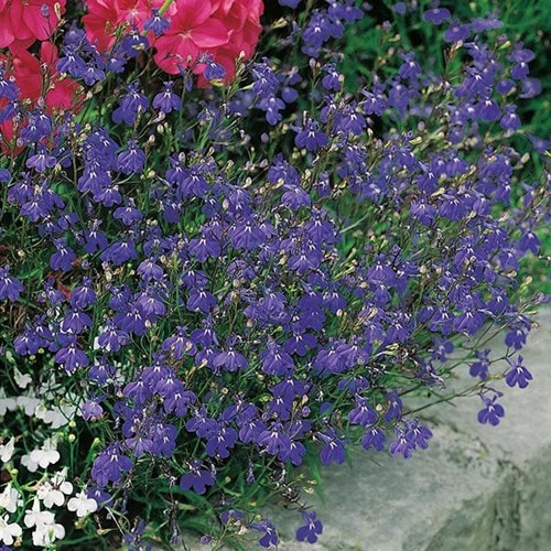 Lobelia, Häng, Sapphire