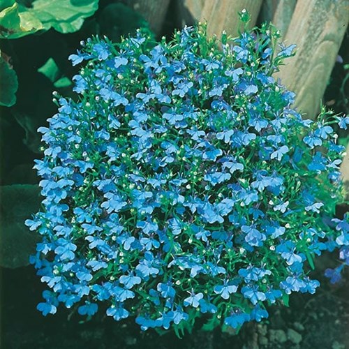Lobelia, Häng, Cambridge blue