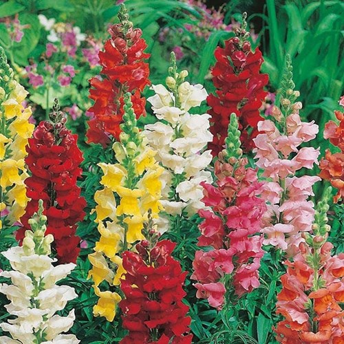 Lejongap, Rust resistant mix
