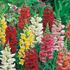 Lejongap, Rust resistant mix