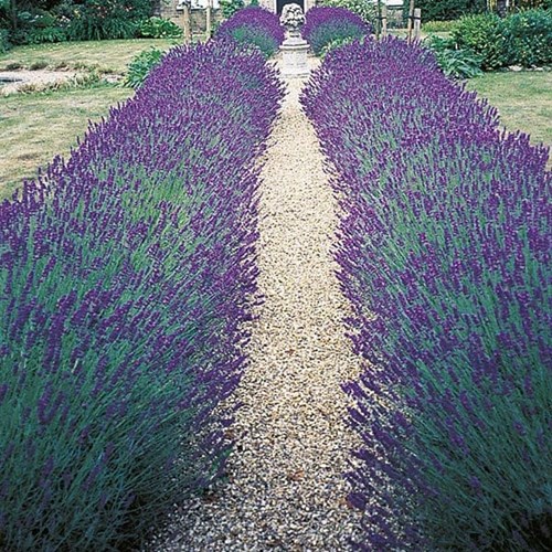 Lavendel, Hidcote blue