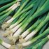 Lök, Salladslök, Evergreen bunching