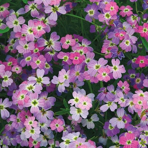 Lövkoja, Strandlövkoja, Spring Sparkle