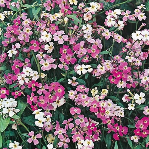Lövkoja, Strandlövkoja, Virginian mix