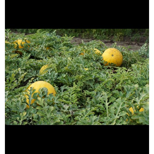 Melon, Vattenmelon, Zloto Woicy F1