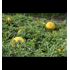 Melon, Vattenmelon, Zloto Woicy F1
