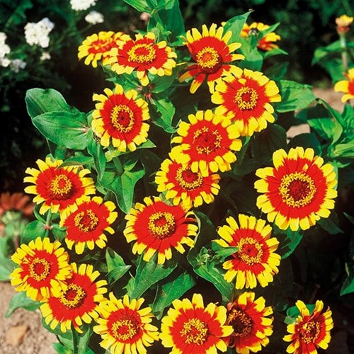 Zinnia, Sombrero