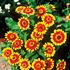 Zinnia, Sombrero