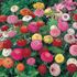Zinnia, Sunbow mix
