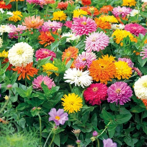 Zinnia, Choice mix