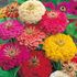 Zinnia, Early wonder mix