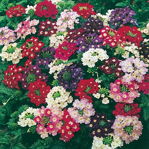 Verbena, Compact mix