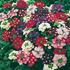 Verbena, Compact mix