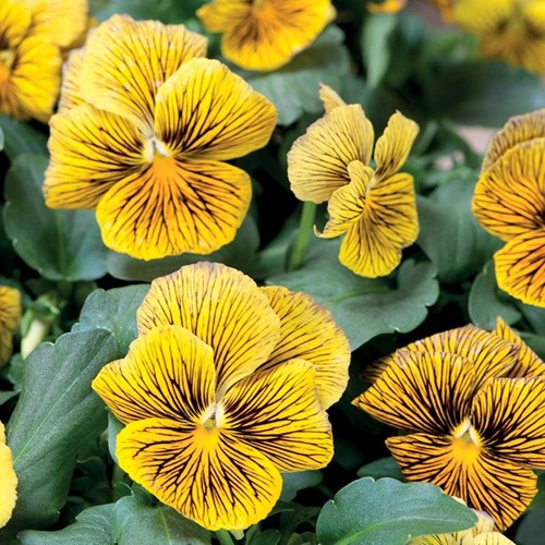 Viol, Hornviol, Network improved