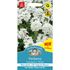 Verbena, Scentsation white