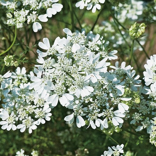 Verbena, Scentsation white