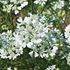 Verbena, Scentsation white
