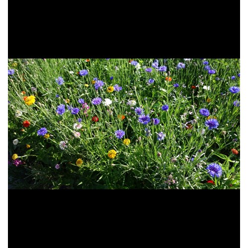 Blomsterblandning, För fjärilar, EKO