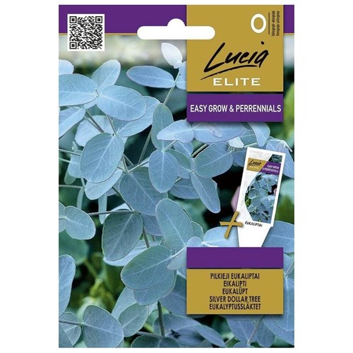 Eucalyptus, Silver Dollar tree