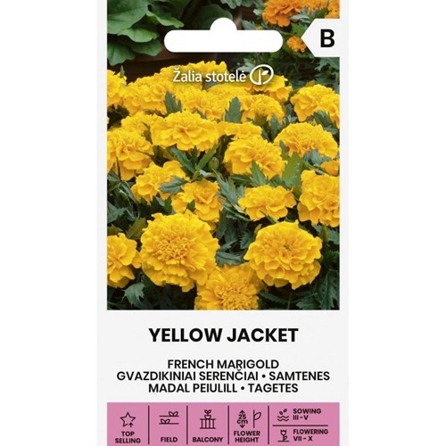 Tagetes, Yellow Jacket