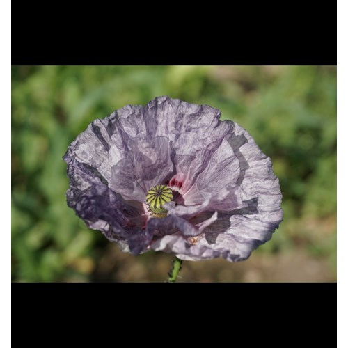 Vallmo, Kornvallmo, Amazing Grey