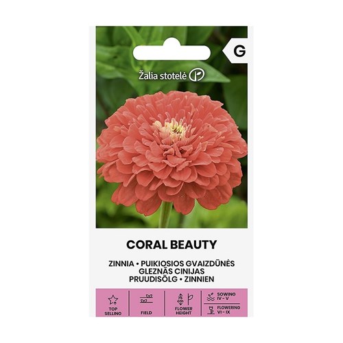 Zinnia, Coral Beauty