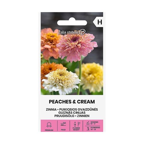 Zinnia, Peaches & Cream